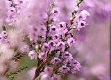 bloemen
