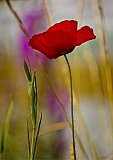 bloemen